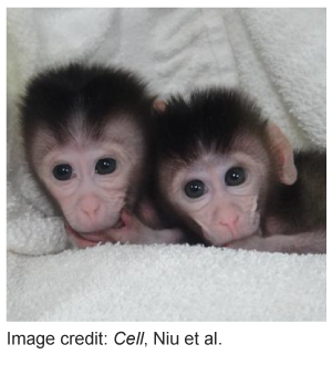 Baby monkeys whose genes were edited using CRISPR in Niu et al.