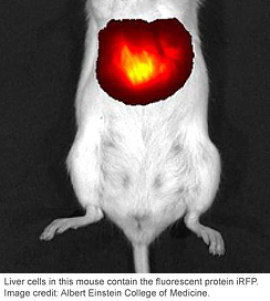 in vivo imaging in a mouse