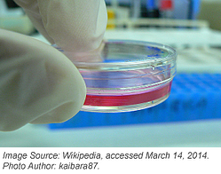 Cell culture for mammalian plasmid tansfection