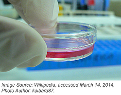 Cell culture for mammalian plasmid tansfection