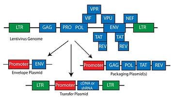 Lentivirus Genetic Organization