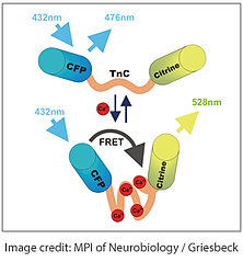 FRET-based biosensors from Griesbeck lab at Addgene