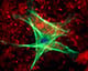 Fluorescent_Proteins_Cell_Imaging