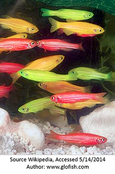 glofish