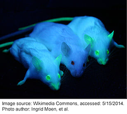 Transgenic Mice Expressing Green Fluorescent Protein under the