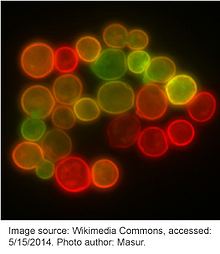 Yeast membrane proteins GFP RFP