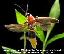 Firefly on a plant