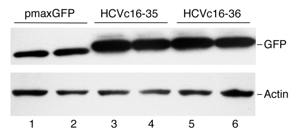 A western blot showing bands for GFP and actin control.