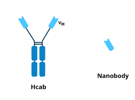 The Hcab consist of the Y shaped heavy chain camelid antibody. In comparison, the nanobdy only includes the variable fragment, the piece at the top of the Y shape.