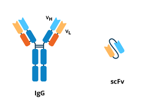 Schematic comparing the Y shaped igG to the scFv. The scFV is much smaller and consists of just the variable regions of the light and heavy chains.
