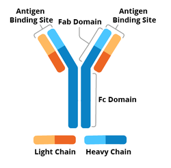 Antibody schematic. The two heavy chains form a Y shape while two shorter light chains are next to each branch of the Y shape. Antigen binding sites include the light and heavy chain at the top of the Y shape. The top part of the antibody is the Fab domain and the bottom part of the antibody is the Fc domain.