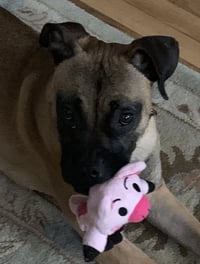 Julie's foster dog with a tog in her mouth