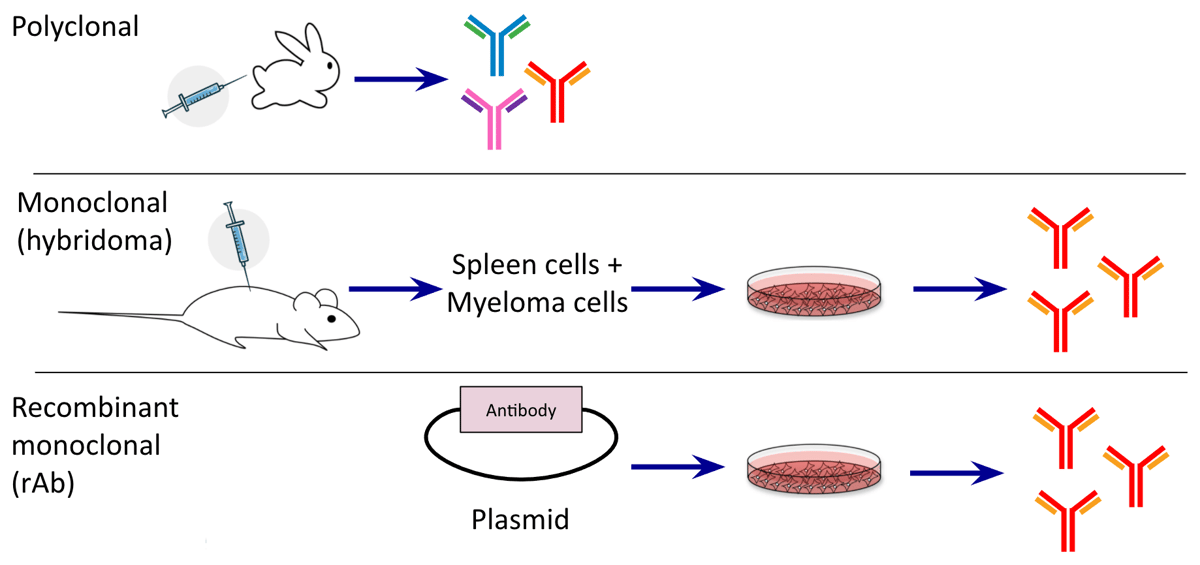 Plasmid Based Recombinant Monoclonal Antibodies What They Are And Why You Should Be Excited