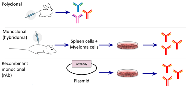 Comparison schematic between polyclonal antibodies, monoclonal antibodies, and recombinant monoclonal antibodies