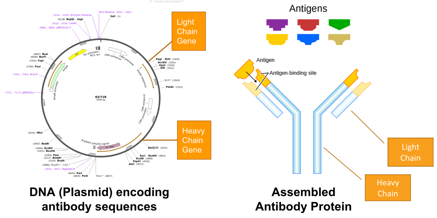 Plasmidbased Monoclonal Antibodies What They Are and Why