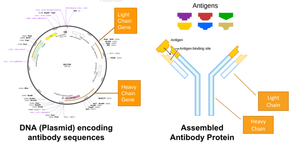 On the left, a plasmid encodes the light chain and heavy chain.  On the right, there is the assembled antibody.