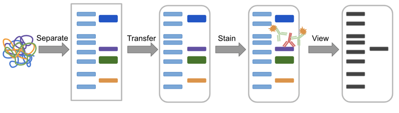 Western blot process overview