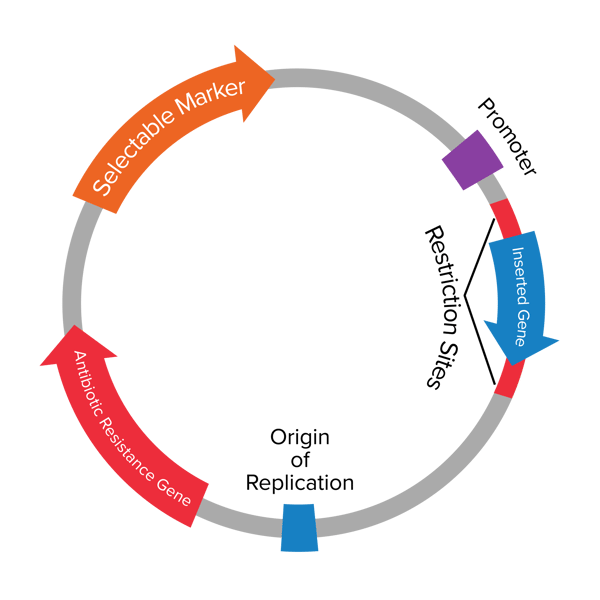 Plasmid Map