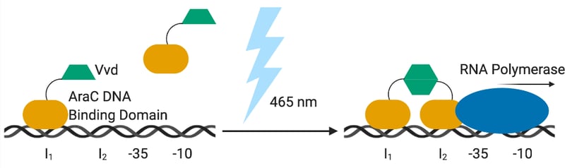 Blue light induces dimerization of BLADE to activate transcription.