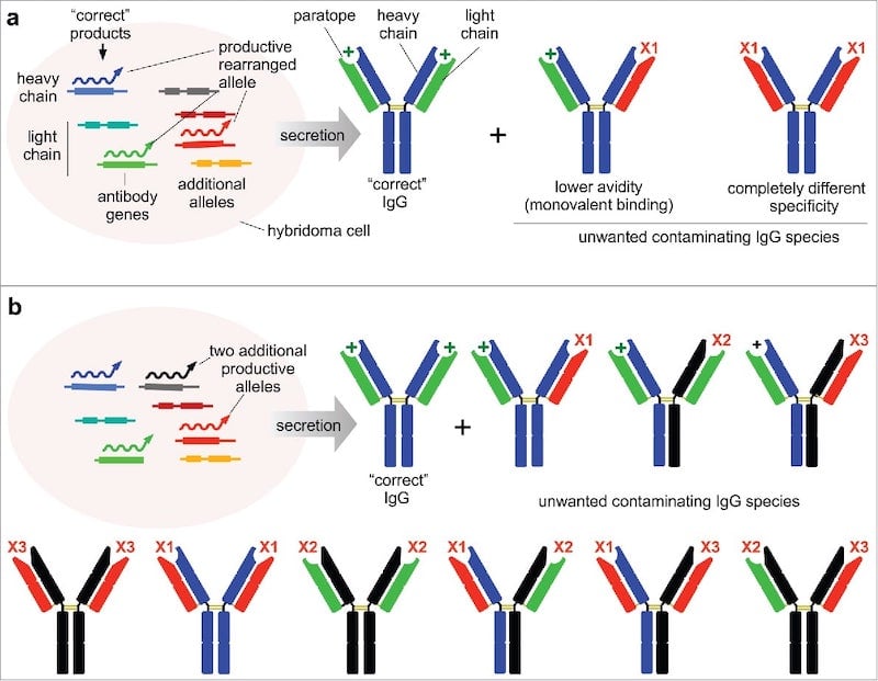 Each additional heavy or light chain produced by a hybridoma combines with all other chains to create novel paratopes.