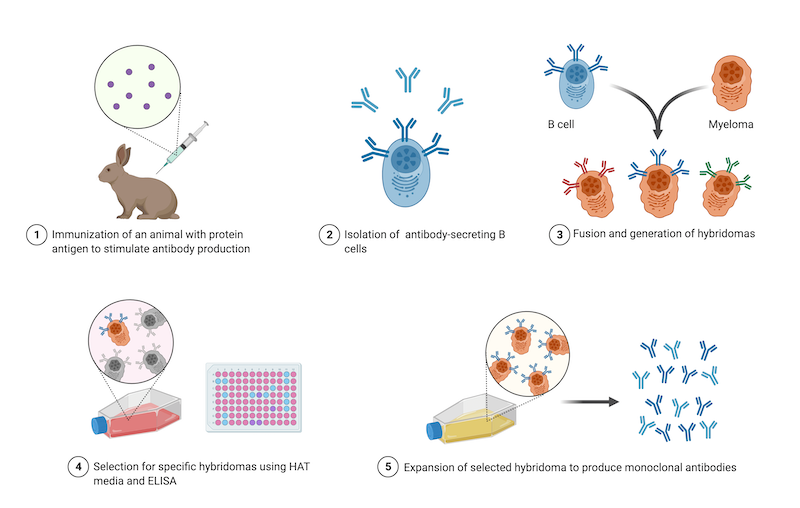 The five steps in the generation of a hybridoma.