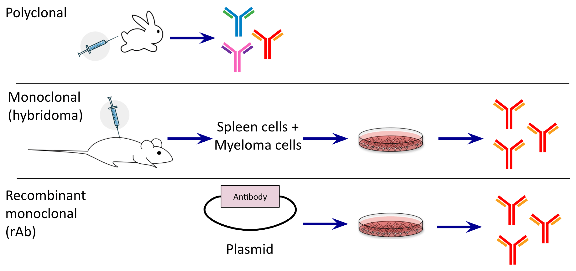 steps in antibody production