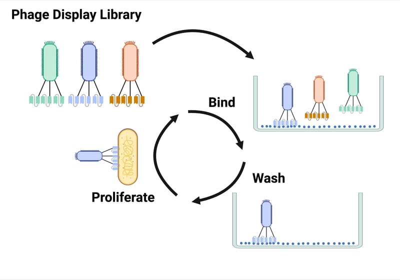 stages of phage display includes binding to antigen, washing, and proliferating bound phage.