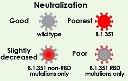 Sera shows good neutralization against wild type spike protein, slightly decreased neutralization with B.1.351 non-RBD mutations, poor neutralization with B.1.351 RBD mutations, and poorest against B.1.351 variant