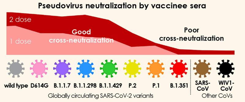 neutralization levels against spike pseudovirus with sera from individuals after one dose or two doses.