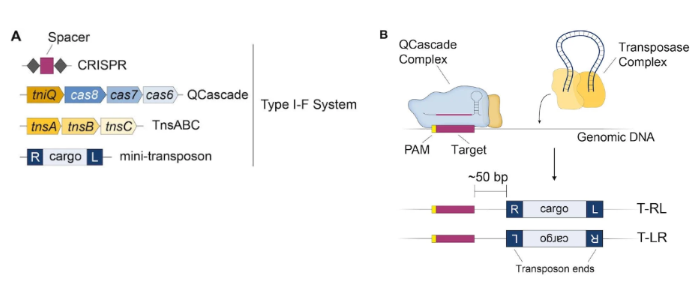Components of the INTEGRATE system and mechanism of RNA-guided transposition