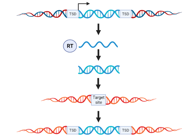 Steps of retrotransposon transposition