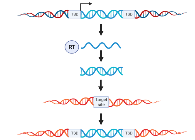 Overview Of Humanizing Retrotransposon Distributions A Genomes Are