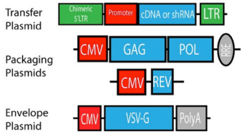 Map of the three lentiviral production plasmids. The transfer plasmid contains the LTRs, promoter, and cDNA or shRNA. The packaging plasmid contains the CMV, Gag, Pol, and Rev. The envelope plasmid encodes the envelop.