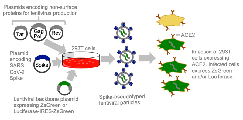 Schematic of pseudotyping SARS-CoV-2 spike protein in 293T cells.