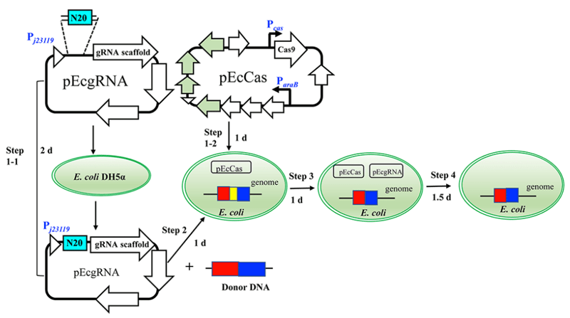 Schematic for transforming pEcgRNA and pEcCas into E. coli to edit the genome. Plasmids are subsequently cured from the cell.