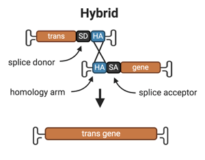 Schematic starting with two gene fragments, labeled "trans-SD-HA" ("splice donor" and "homology arm") and "HA-SA-gene" ("homology arm" and "splice acceptor"). Arrows indicate that the two HA segments overlap and the fragments are spliced to make a single gene labeled "transgene".