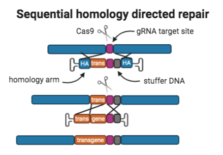 A schematic of the “Sequential homology directed repair” approach. The first donor consists of a pair of “homology arms” with the first part of the transgene, “gRNA target site”, and “stuffer DNA” in between. A linear fragment of genome is shown with the matching “gRNA target site” where the first donor will be integrated. The second donor is the same except without the original pair of homology arms, but with the second part of the “transgene” now included. It is integrated into the genome, shown with the first part of the transgene, gRNA target site, and stuffer DNA, all from the first integration still present. Finally, the genome is shown with the entire “transgene”, same gRNA target site, and stuffer DNA fully integrated.