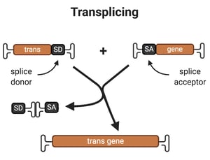 Schematic starting with two gene fragments, labeled "trans-SD" ("splice donor") and "SA-gene" ("splice acceptor"). Arrows indicate that the two fragments are spliced to make a single gene labeled "transgene" and a second product "SD-SA".