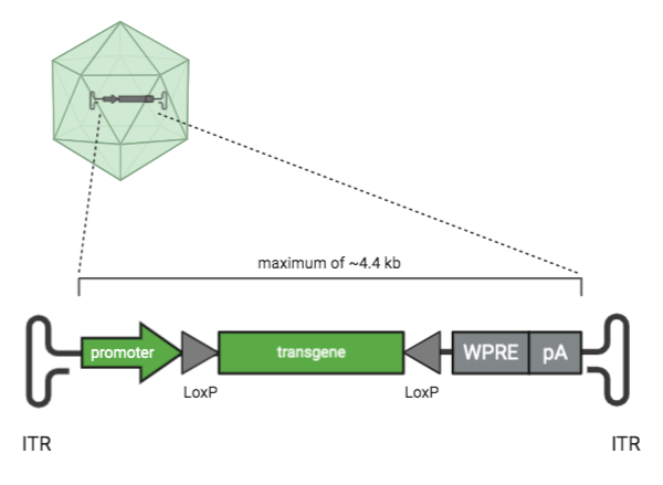 An AAV with the viral genome inside. This zooms into the the AAV viral genome that is labeled. The viral genome is 4.4 kb maximum, and includes an ITR, promoter, and trangene. Option elements are LoxP sites, WPRE, and pA.