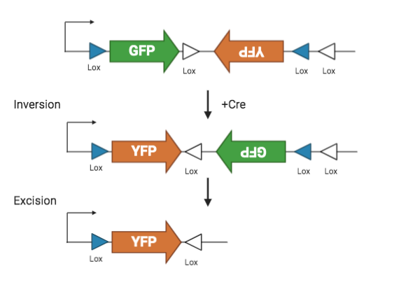 Cre-lox system