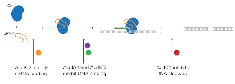 Schematic showing Cas protein and gRNA forming a complex, binding DNA, and cleaving DNA. At each step are examples of anti-CRISPR proteins that can inhibit each step