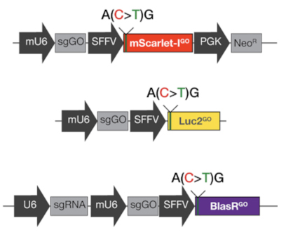 Reporters in Gene On consists of a mScarlet reporter, luciferase reporter, and neomycine resistance reporter whose expression depends on base editing.