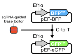Schematic showing that base editing converts the blue fluorescent protein expressing plasmid into one that expresses green fluorescent protein.