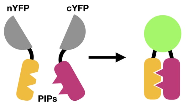 BiFC schematic shows two proteins each tethered to a portion of YFP. When the two proteins interact, the two components of YFP come together and fluoresce.