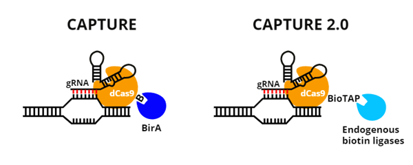 CAPTURE vs CAPTURE 2.0