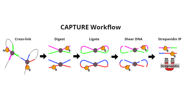 CAPTUREworkflow