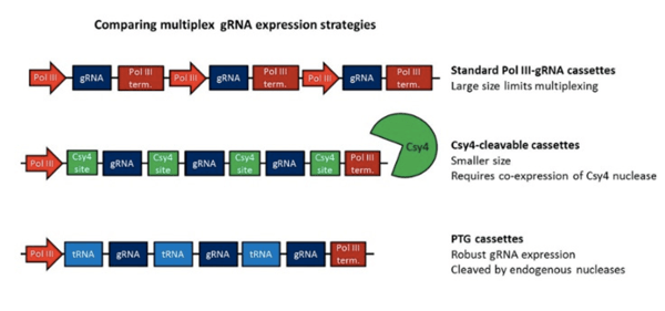 Comparison of mnultiple gRNA expression Strategies. The standard Pol III gRNA cassettes have large size limits for multiplexing. The Csy4-cleavable cassettes are a smaller size and require co-expression of Csy4 nuclease. The PTG cassettes have robust gRNA expression which are cleaved by endogenous nucleases.