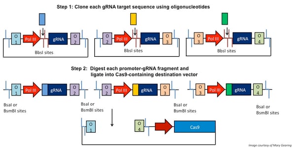 Clone each gRNA target sequence using oligonucleotides. Then these individual gRNAs are assembled together into the destination vector.-min