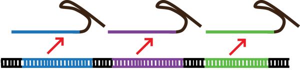 Multiplex gRNA means several gRNAs expressed for a single construct