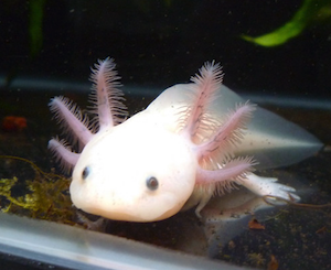 axolotl